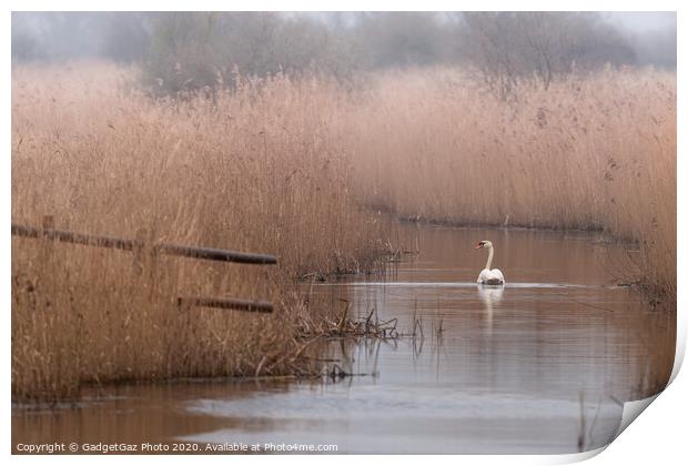 Swan at the marshes Print by GadgetGaz Photo