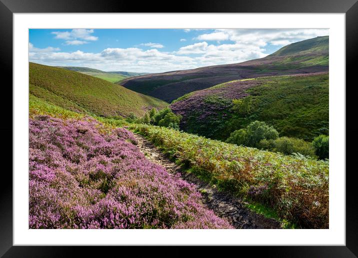 Heather moorland in the Peak District Framed Mounted Print by Andrew Kearton