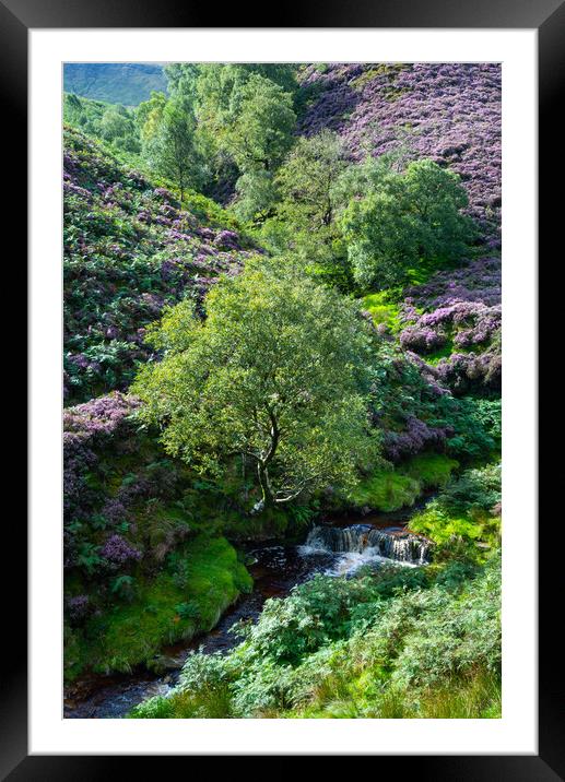 Heather moorland in the Peak District Framed Mounted Print by Andrew Kearton