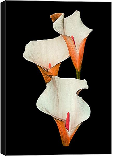 Peach Calla Lily. Canvas Print by paulette hurley