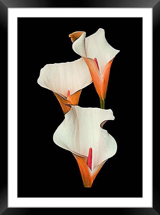 Peach Calla Lily. Framed Mounted Print by paulette hurley