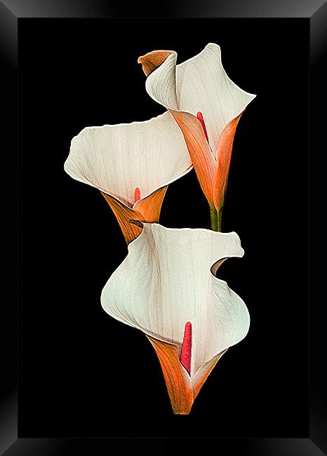 Peach Calla Lily. Framed Print by paulette hurley