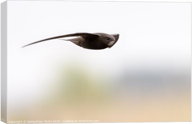 A Swift in flight Canvas Print by GadgetGaz Photo