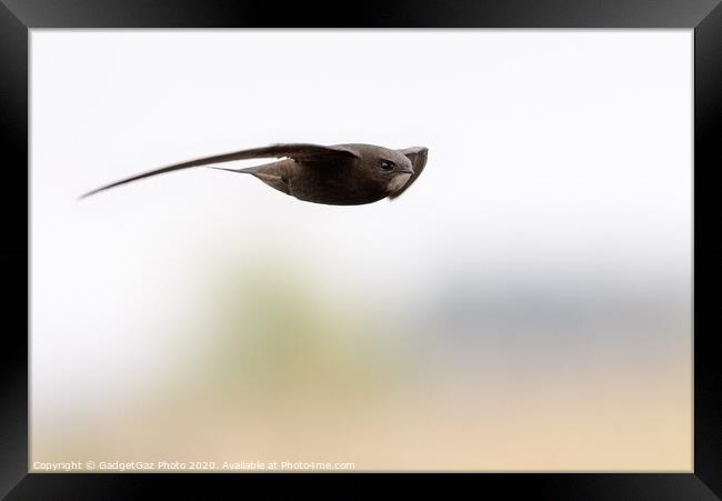 A Swift in flight Framed Print by GadgetGaz Photo
