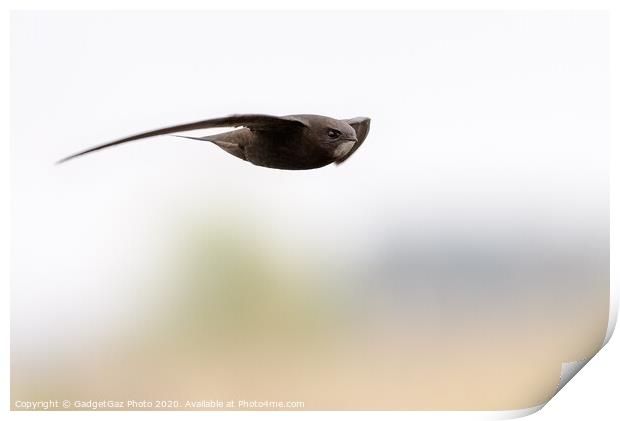 A Swift in flight Print by GadgetGaz Photo