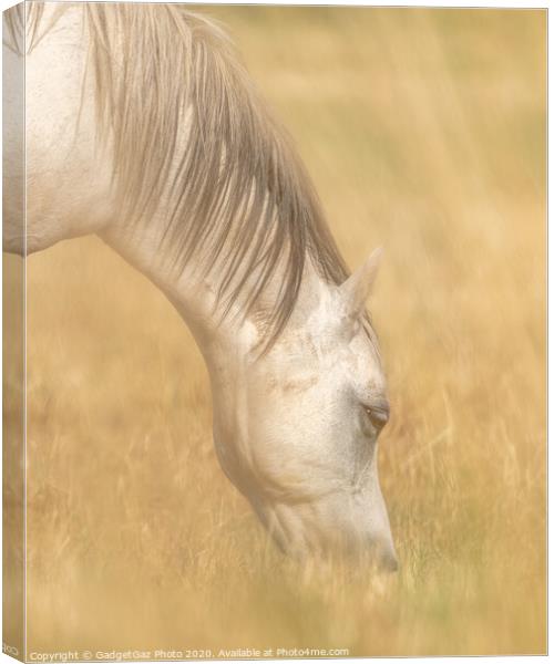 White Horse through the creamy fields of hay. Canvas Print by GadgetGaz Photo