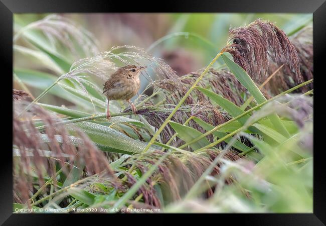A little Wren in the dew filled reeds. Framed Print by GadgetGaz Photo