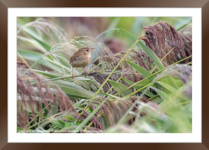 A little Wren in the dew filled reeds. Framed Mounted Print by GadgetGaz Photo