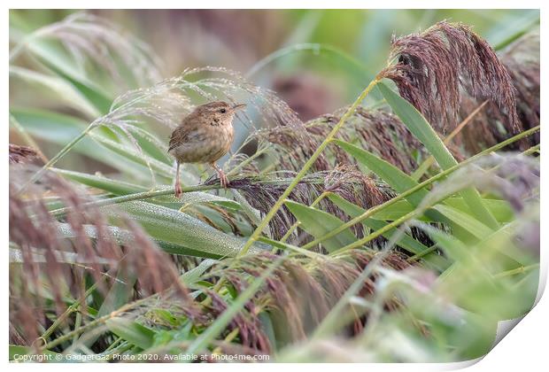 A little Wren in the dew filled reeds. Print by GadgetGaz Photo