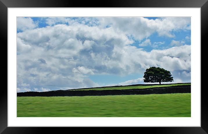 Treedom Framed Mounted Print by Sean Wareing