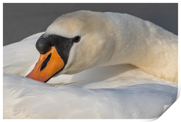 Mute swan close-up. Print by Ros Crosland
