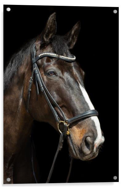 Beautiful dark bay horse Acrylic by Andrew Kearton