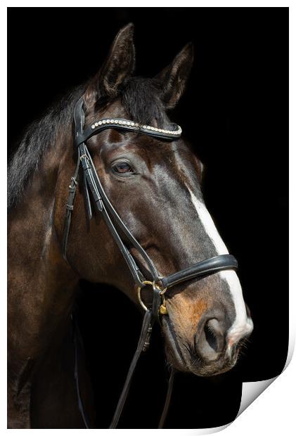 Beautiful dark bay horse Print by Andrew Kearton