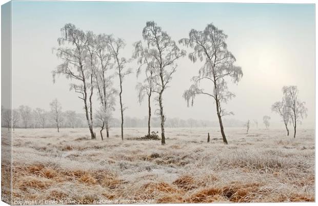 Frozen Common Canvas Print by David Mather