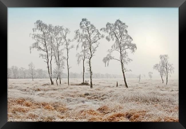 Frozen Common Framed Print by David Mather