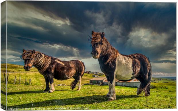 Shetland ponies Canvas Print by Richard Ashbee