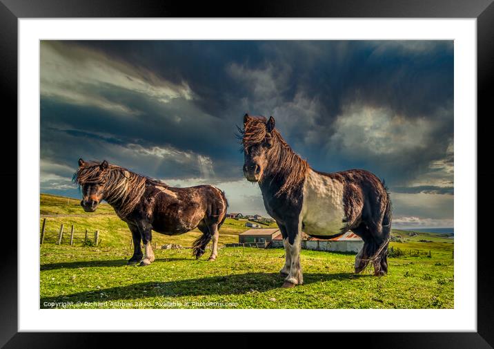 Shetland ponies Framed Mounted Print by Richard Ashbee