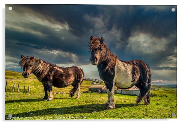 Shetland ponies Acrylic by Richard Ashbee