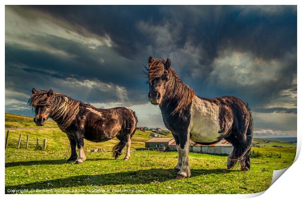 Shetland ponies Print by Richard Ashbee