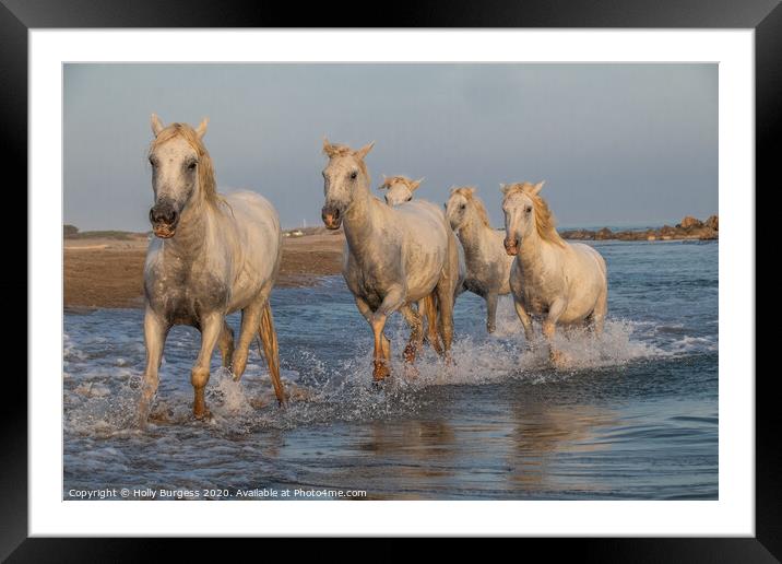 White Horse of Camargue  Framed Mounted Print by Holly Burgess