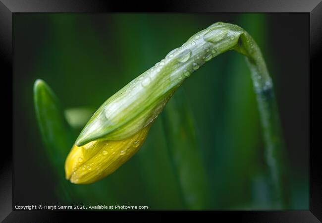 A New Beginning Framed Print by Harjit Samra