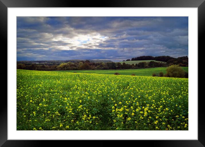 Rapeseed Field near Barnsley Framed Mounted Print by Darren Galpin