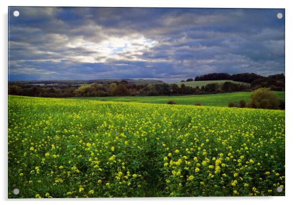 Rapeseed Field near Barnsley Acrylic by Darren Galpin