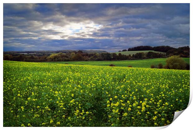 Rapeseed Field near Barnsley Print by Darren Galpin