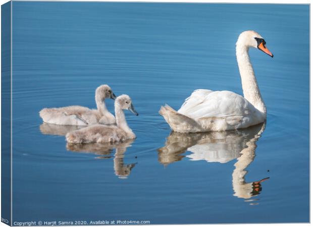 Blue Swan Canvas Print by Harjit Samra