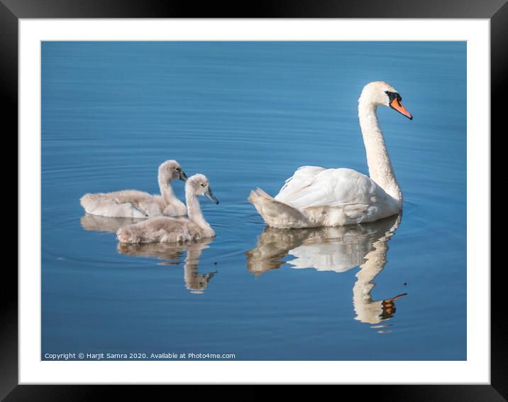 Blue Swan Framed Mounted Print by Harjit Samra