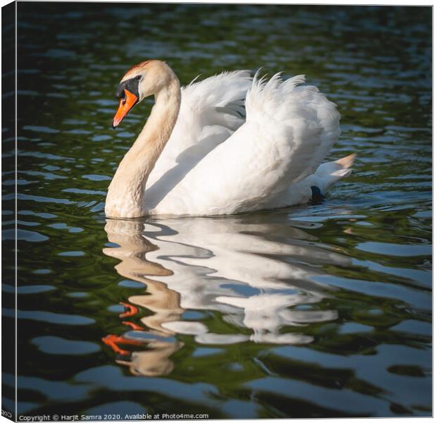 Elegant Swan Canvas Print by Harjit Samra