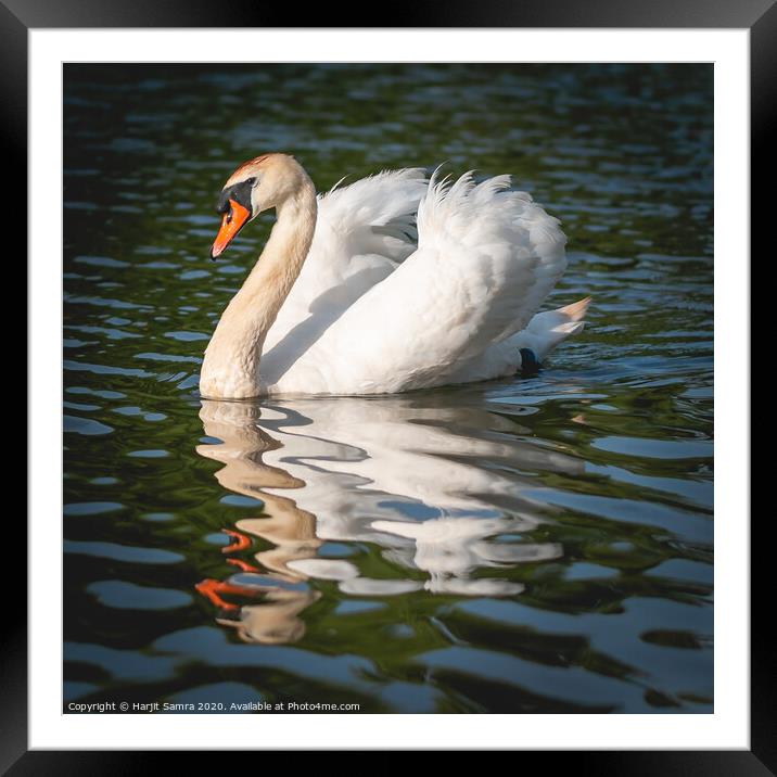 Elegant Swan Framed Mounted Print by Harjit Samra