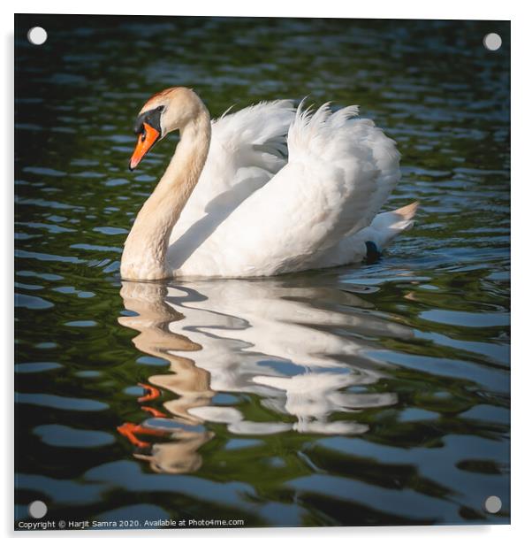 Elegant Swan Acrylic by Harjit Samra