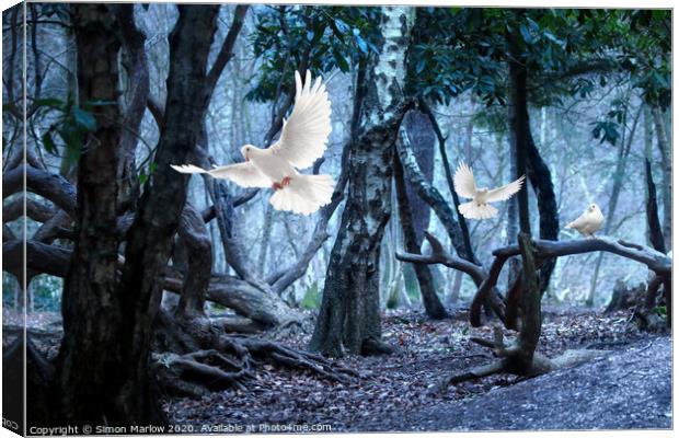 Majestic White Doves Canvas Print by Simon Marlow