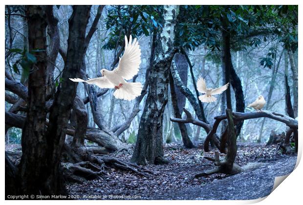Majestic White Doves Print by Simon Marlow