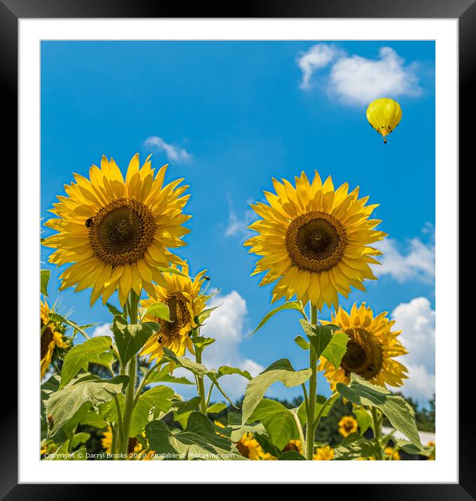 Two Sunflowers on Blue Framed Mounted Print by Darryl Brooks