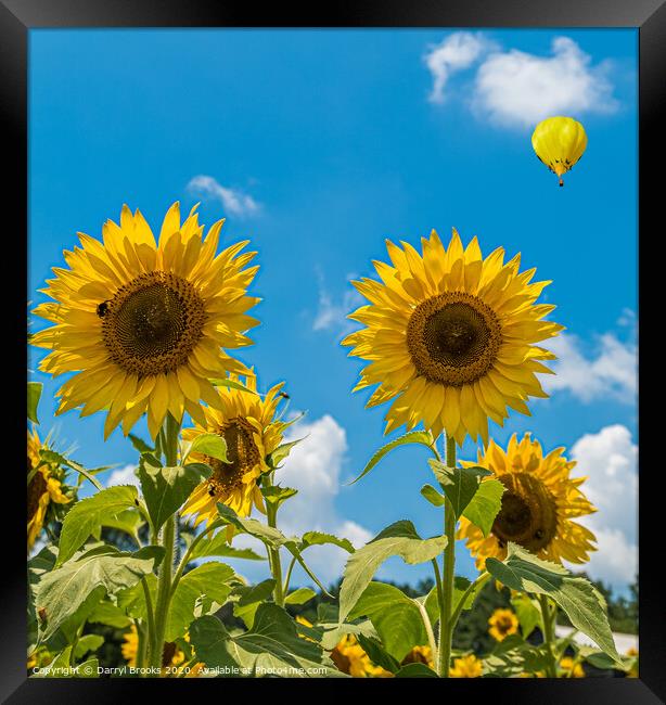 Two Sunflowers on Blue Framed Print by Darryl Brooks