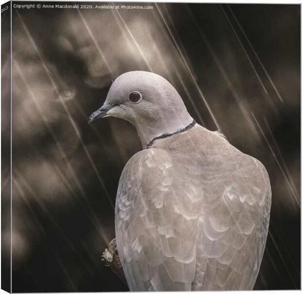 Collared Dove In The Rain Canvas Print by Anne Macdonald