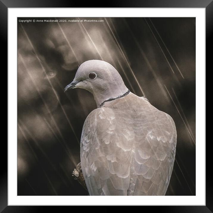 Collared Dove In The Rain Framed Mounted Print by Anne Macdonald