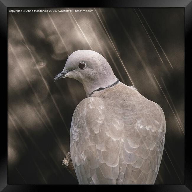 Collared Dove In The Rain Framed Print by Anne Macdonald