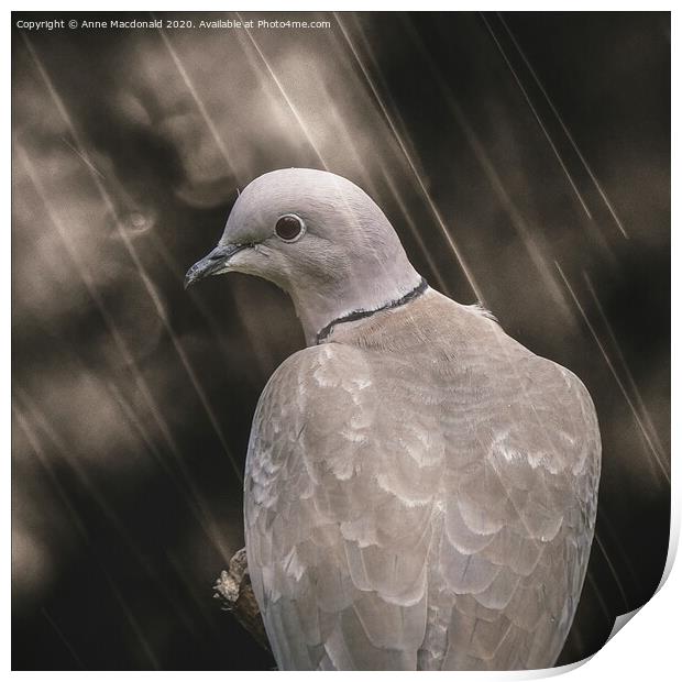 Collared Dove In The Rain Print by Anne Macdonald