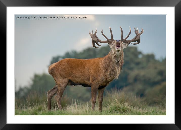 A red deer stag bellowing Framed Mounted Print by Alan Tunnicliffe