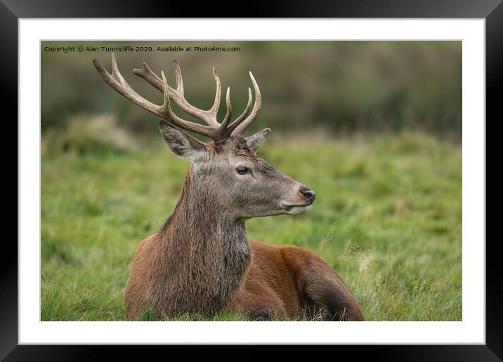 Young stag resting Framed Mounted Print by Alan Tunnicliffe
