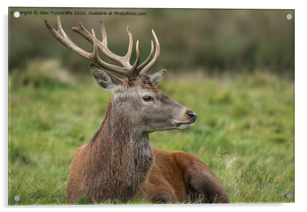 Young stag resting Acrylic by Alan Tunnicliffe
