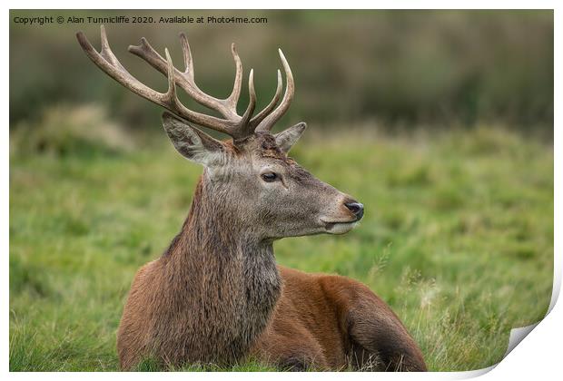 Young stag resting Print by Alan Tunnicliffe