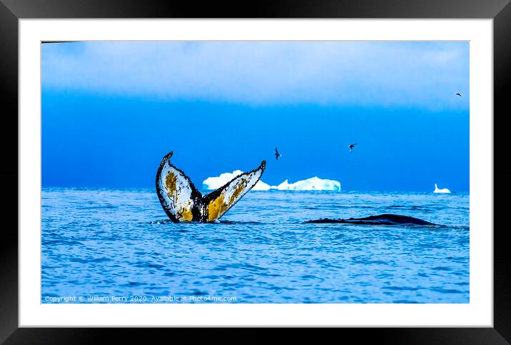 Humpback Whales Tail Water Charlotte Harbor Antarctica Framed Mounted Print by William Perry