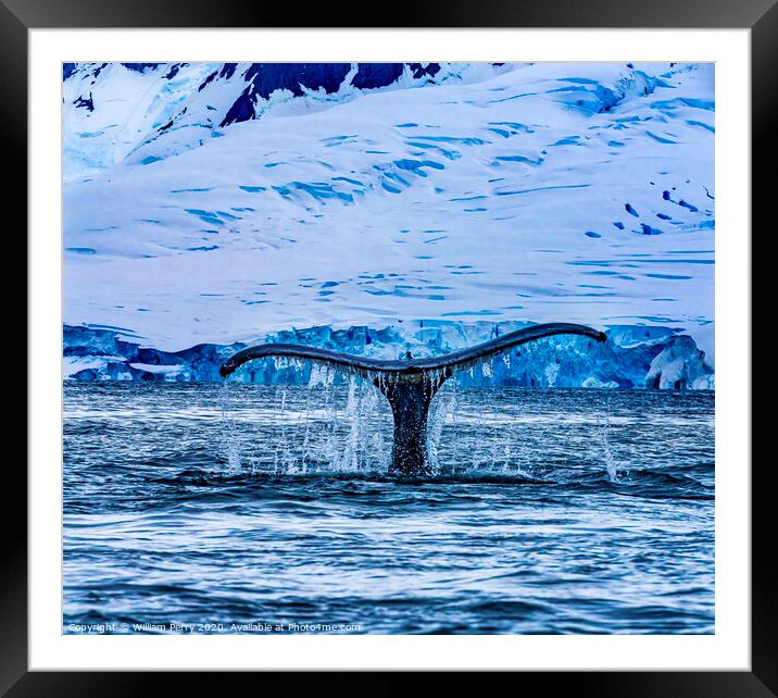 Humpback Whale Tail Water Charlotte Harbor Antarctica Framed Mounted Print by William Perry