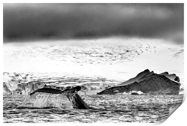Black and White Humpback Whale Tail Water Charlotte Harbor Antarctica Print by William Perry