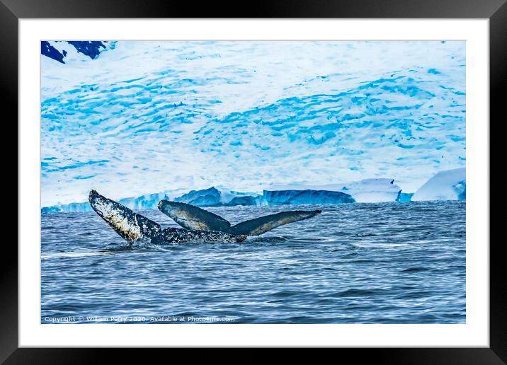 Two Humpback Whales Blue Iceberg Water Charlotte Harbor Antarcti Framed Mounted Print by William Perry