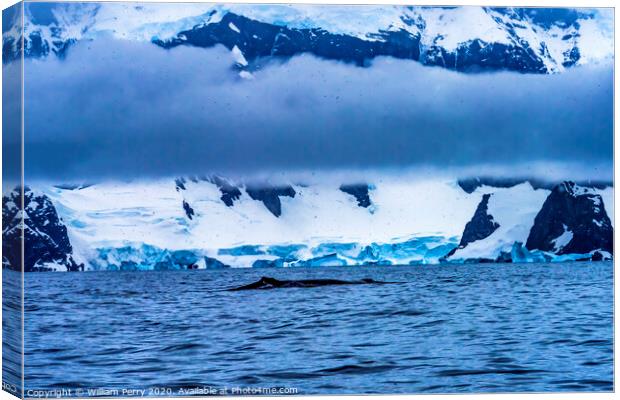 Snowing Humpback Whale Charlotte Harbor Antarctica Canvas Print by William Perry